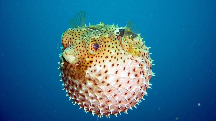4K Fish Wallpapers High Quality | Download Free