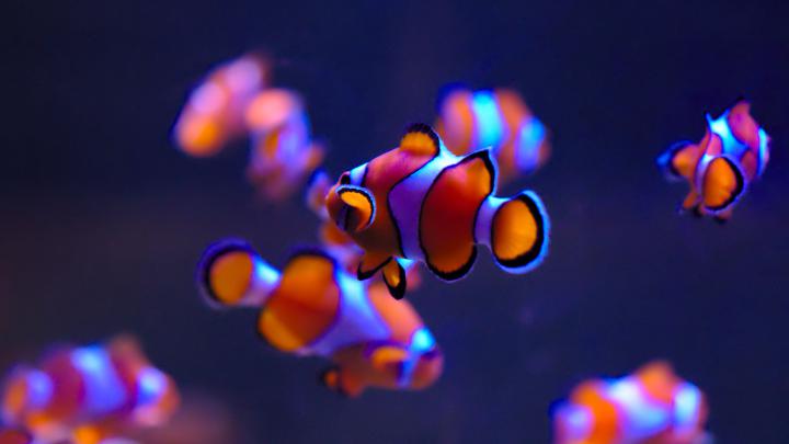 Original Iphone Clownfish Wallpaper Hd | Iphone Wallpaper