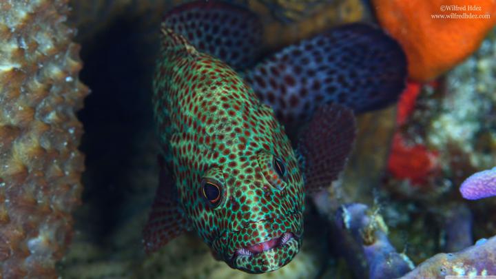 Fish 3840X2160 Wallpapers - Top Free Fish 3840X2160 Backgrounds 
