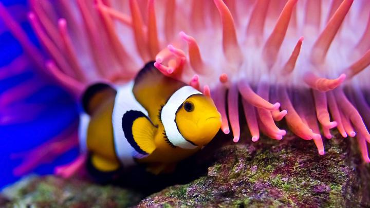 4K Ultra HD Fish Wallpapers - Top Free 4K Ultra HD Fish Backgrounds 