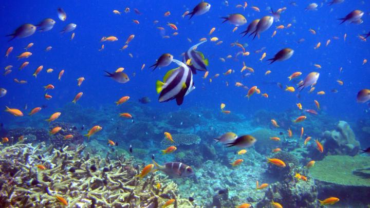 4K Fish Wallpapers High Quality | Download Free