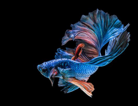 4k Fish Wallpaper - Gallery Wallpapers