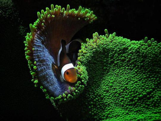 Clownfish Wallpapers