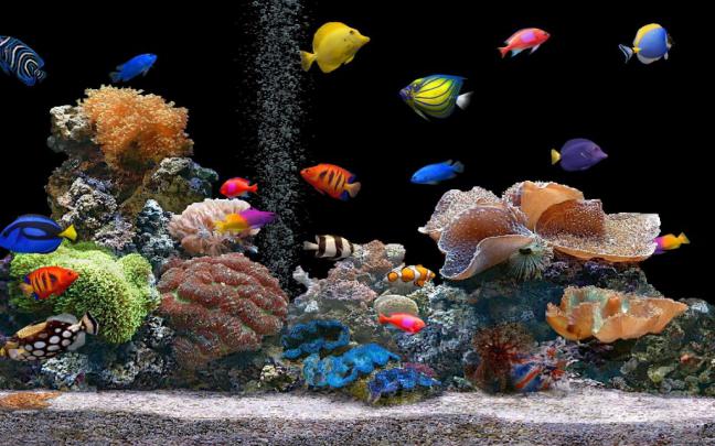 4K Fish Wallpapers High Quality | Download Free