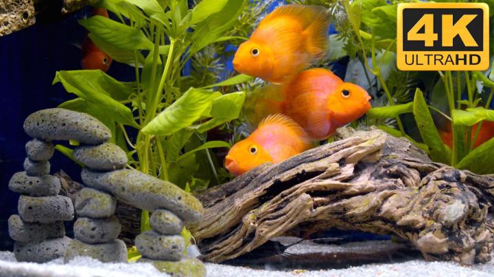 4K Ultra HD Fish Wallpapers - Top Free 4K Ultra HD Fish Backgrounds 
