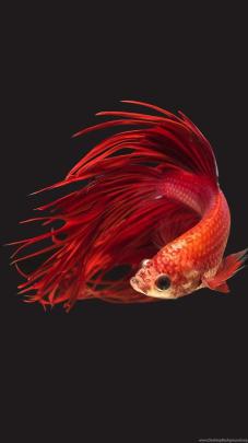 4K Ultra HD Fish Wallpapers - Top Free 4K Ultra HD Fish Backgrounds 