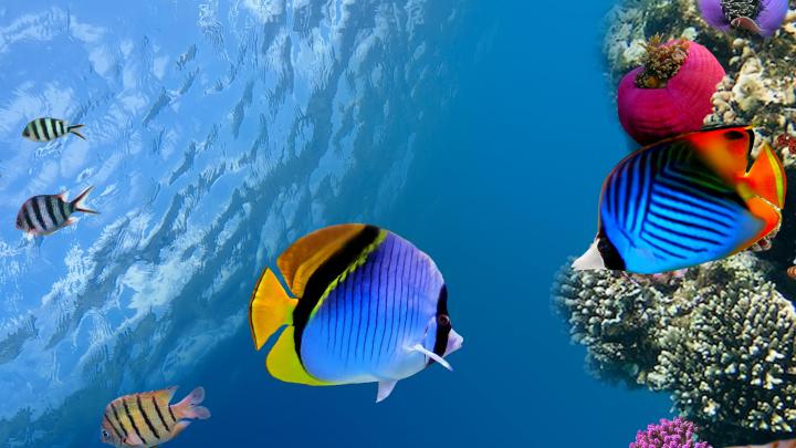4K Fish Wallpapers High Quality | Download Free