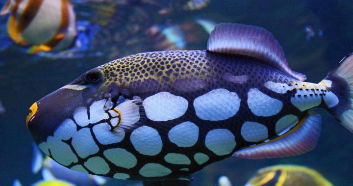 4K Fish Wallpapers High Quality | Download Free