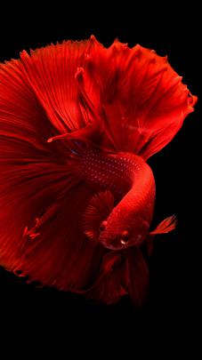 Wallpaper fish, 4k, Animals #17461