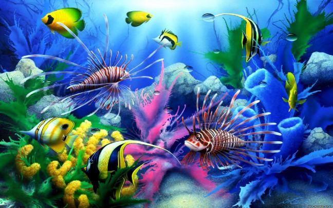 4k Fish Wallpaper - Wallpaper HD