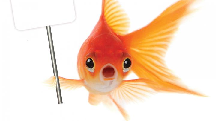 4K Fish Wallpapers High Quality | Download Free
