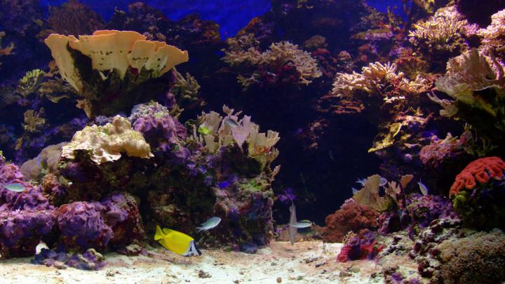4k, Fish, Wallpaper, Fish 2 Gifs - Coral Reef (#1857753) - HD Wallpaper 