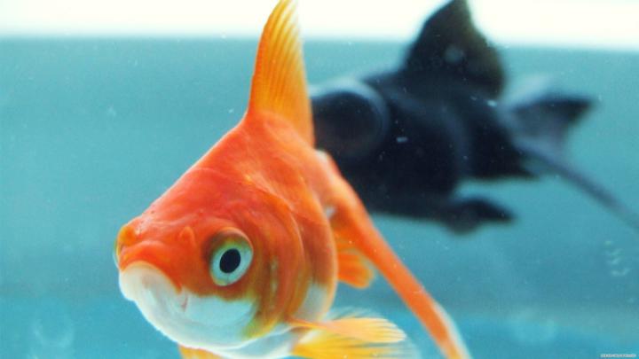 Gold Fish Wallpaper (67+ images)
