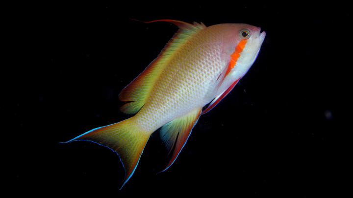 4K Fish Wallpapers High Quality | Download Free