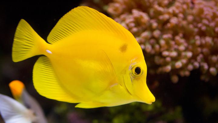 4K Fish Wallpapers High Quality | Download Free