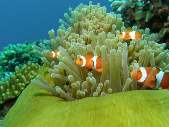 4K Ultra HD Fish Wallpapers - Top Free 4K Ultra HD Fish Backgrounds 