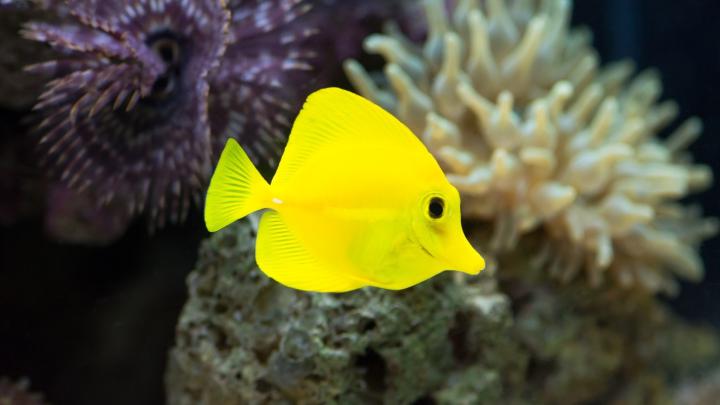 4K Fish Wallpapers High Quality | Download Free