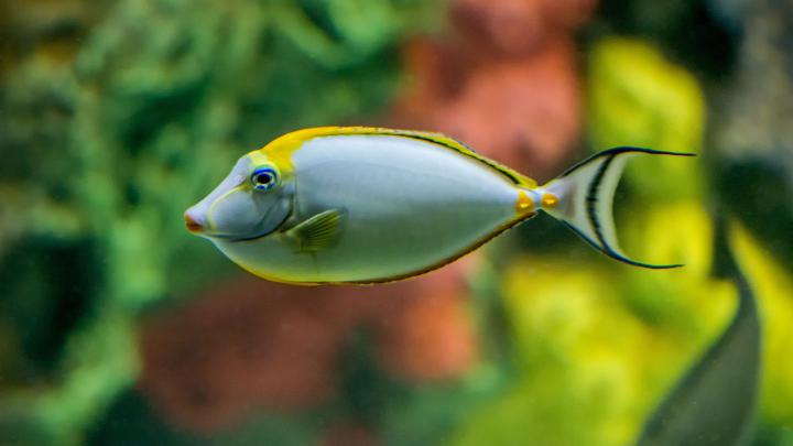 Fish 4k Ultra HD Wallpaper | Background Image | 4050x2278
