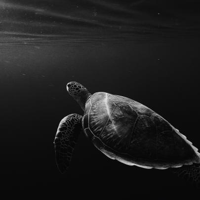 Lovely 4k Oled Wallpaper - Gorilla Wallpaper