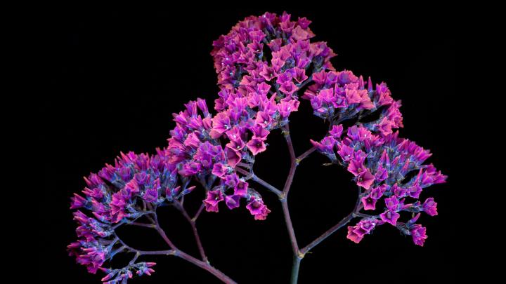 3840x2160 Oled Purple Flower 4k HD 4k Wallpapers, Images, Backgrounds 