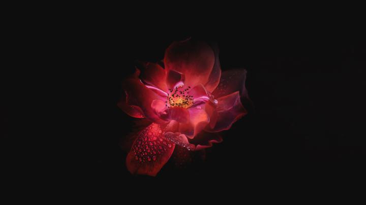1360x768 Dewdrop On Floral Petal Oled 5k Laptop HD HD 4k Wallpapers 