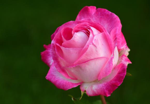 4K Rose Wallpapers - Top Free 4K Rose Backgrounds - WallpaperAccess
