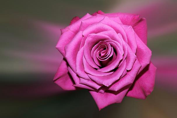 Purple Rose Wallpaper 4K Background | HD Wallpaper Background