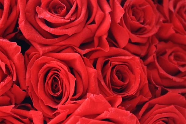 4K Rose Wallpapers - Top Free 4K Rose Backgrounds - WallpaperAccess