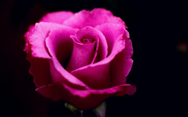 3840x2400 Pink Rose 4k HD 4k Wallpapers, Images, Backgrounds, Photos 