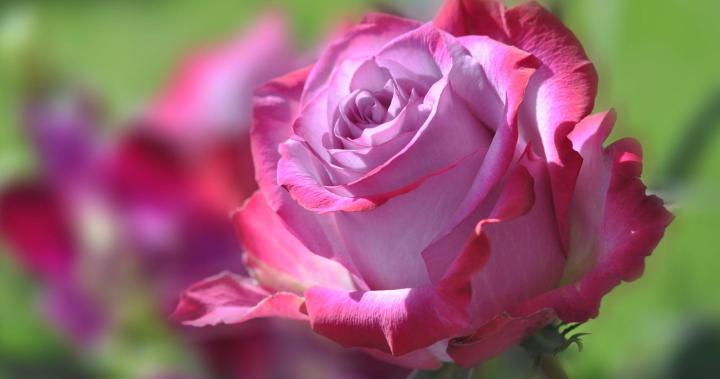4K Ultra HD Rose Wallpapers - Top Free 4K Ultra HD Rose Backgrounds 