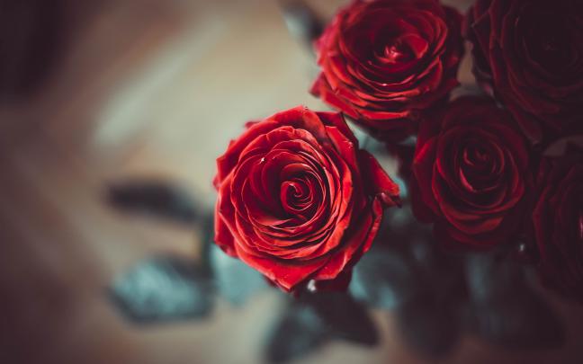 Rose 4k Wallpapers