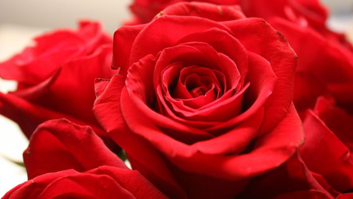 4K Ultra HD Rose Wallpapers - Top Free 4K Ultra HD Rose Backgrounds 