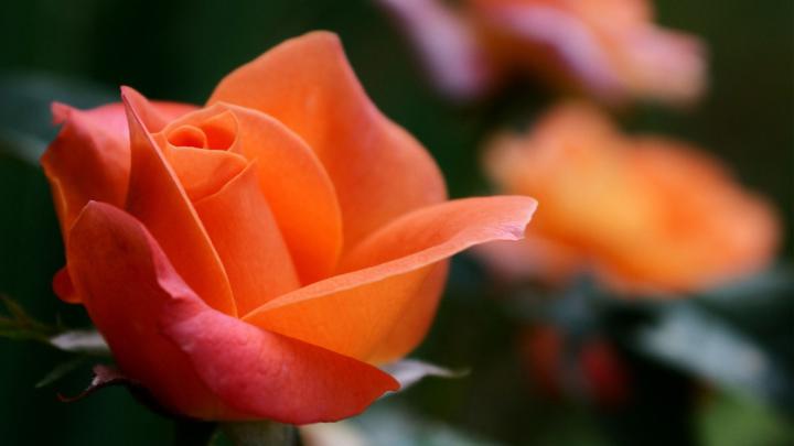 3840x2160 orange rose 4k hd wallpaper free download for pc | Orange 