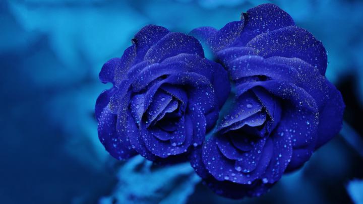 4K Rose Wallpapers - Top Free 4K Rose Backgrounds - WallpaperAccess
