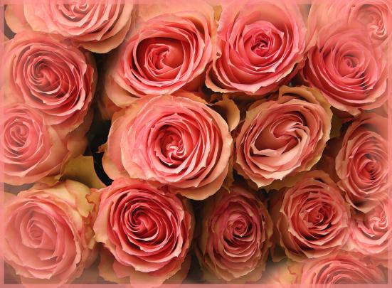 4K Rose Wallpapers - Top Free 4K Rose Backgrounds - WallpaperAccess