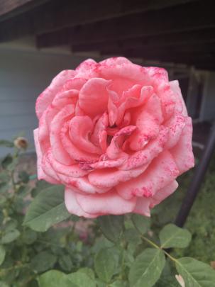 Free stock photo of 4k wallpaper, flower, Pink Rose
