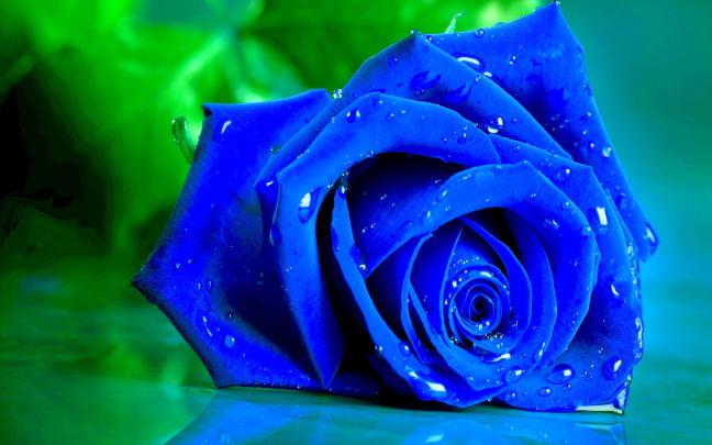 4K Rose Wallpapers - Top Free 4K Rose Backgrounds - WallpaperAccess