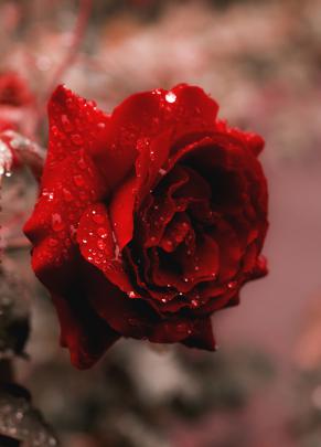 Rose 4k Wallpapers