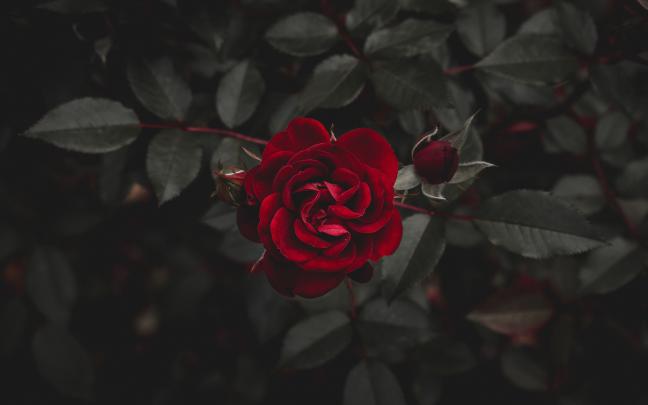 4K Ultra HD Rose Wallpapers - Top Free 4K Ultra HD Rose Backgrounds 