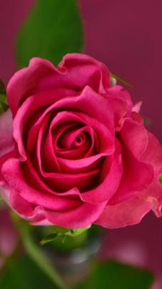 1080x1920 Rose 4k Iphone 7,6s,6 Plus, Pixel xl ,One Plus 3,3t,5 HD 4k 