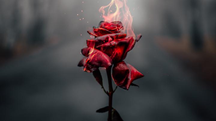 Burning Rose 4k, HD Photography, 4k Wallpapers, Images, Backgrounds 