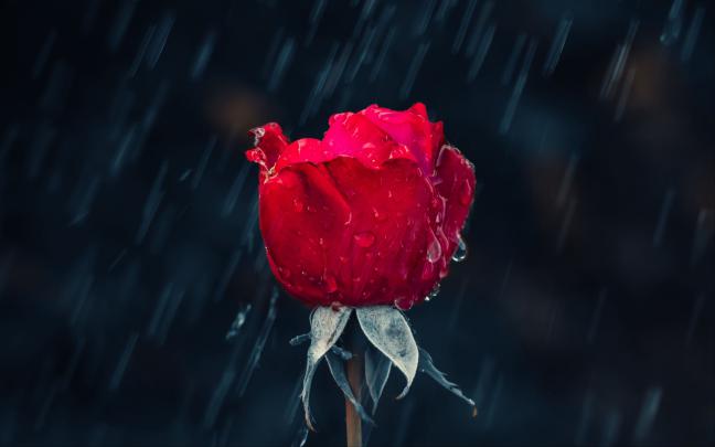 4K Ultra HD Rose Wallpapers - Top Free 4K Ultra HD Rose Backgrounds 