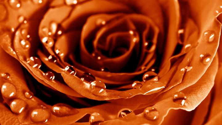 Wallpaper Rose, 4k, HD wallpaper, drops, dew, flower, Nature #4700