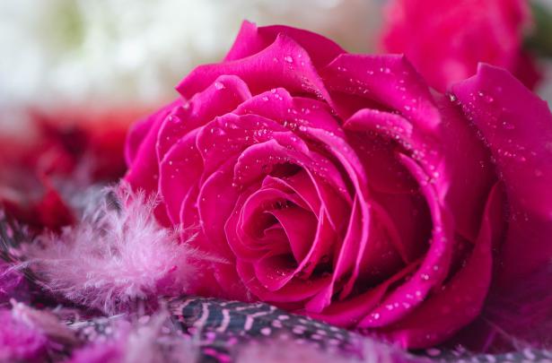 4K Ultra HD Rose Wallpapers - Top Free 4K Ultra HD Rose Backgrounds 