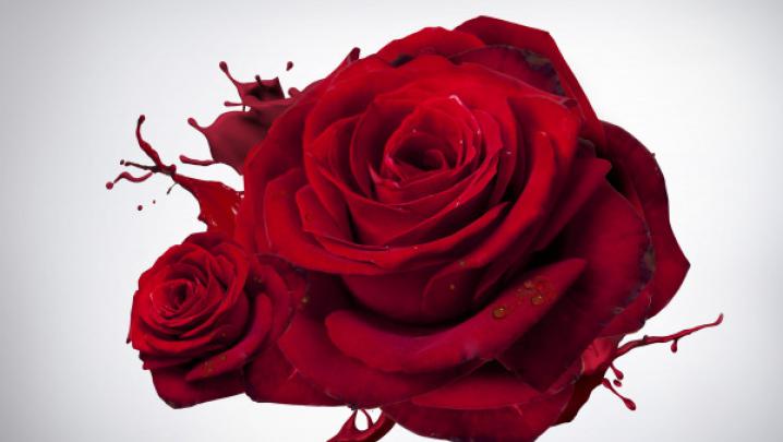 The most beautiful red roses | HD wallpapers, 4K, free photo, 3840x2160 