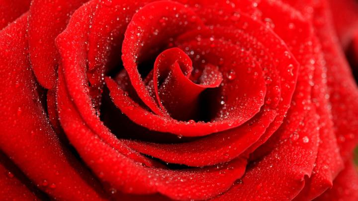 Wallpaper Rose, 5k, 4k wallpaper, macro, red, OS #5523