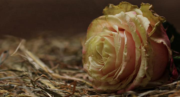White Rose 4K Wallpaper Background | HD Wallpaper Background