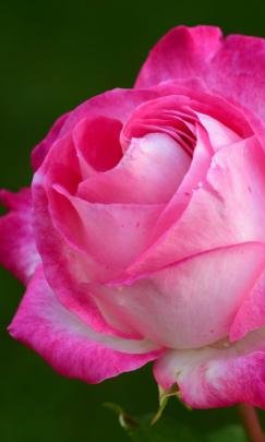 Pink Rose 4K 5K Wallpaper | HD Wallpaper Background