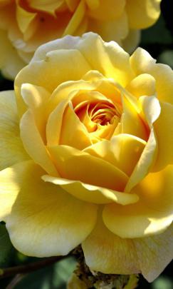 Yellow Rose 4K Wallpaper | HD Wallpaper Background