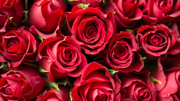 4K Rose Wallpapers - Top Free 4K Rose Backgrounds - WallpaperAccess